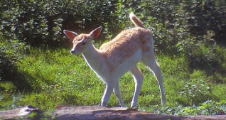 A deer in the Linley Valley near Flying Cloud Bed and Breakfast in Nanaimo, BC.